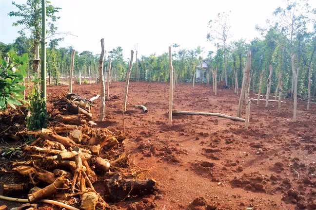 Thời gian gần đây, nhiều nhà vườn ở xã Xuân Thọ (huyện Xuân Lộc, Đồng Nai) ồ ạt chặt bỏ vườn hồ tiêu, đào gốc cây đem bán cho thương lái xuất qua Trung Quốc. Ảnh: Phunuonline.