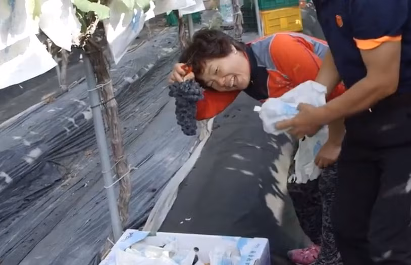 Vào khoảng tháng 6, người trồng bắt đầu phủ bạt dưới gốc để đảm bảo nhiệt độ cho cây phát triển. Ảnh: Youtube.