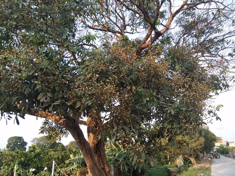 Cây nhãn cổ thụ trồng ở ven đường làng, ít được chăm sóc vẫn đậu quả sai trĩu.