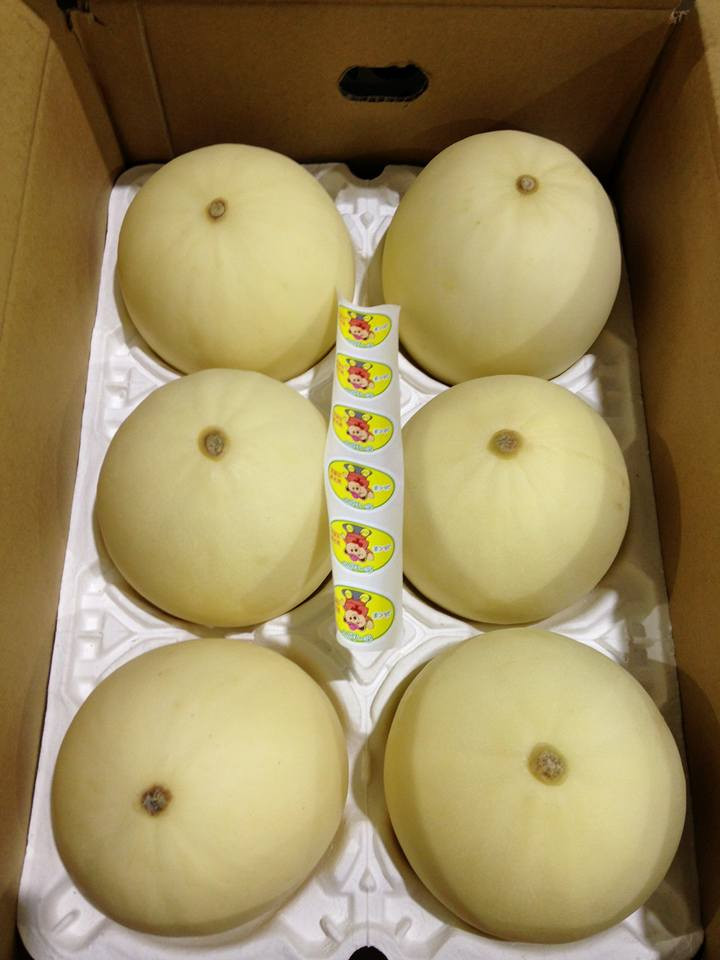 Quê hương của giống dưa lê trắng Nhật Bản này là tỉnh Kumamoto. Ảnh: Thitima Maicharoen.