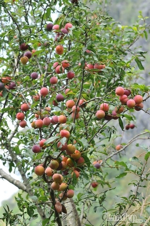 Nếu thời thiết tiếp tục thuận lợi, chắc chắn Hoàng Su Phì sẽ có một vụ mận 2018 bội thu. Ảnh: Em đẹp.