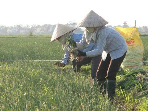 Vụ đông năm nay, toàn huyện trồng được hơn 1.430ha hành, trong đó có nhiều diện tích trồng hành hoa sớm. Ảnh: Infonet.