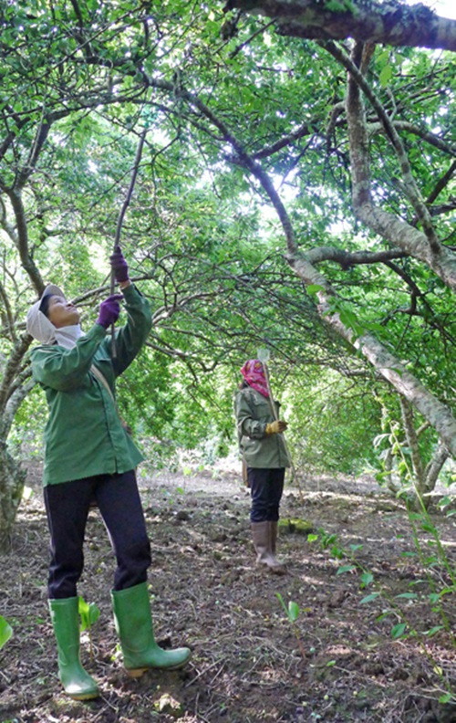 Theo bà con nơi đây, thông thường trồng mận chỉ sau 4 năm là được thu hoạch. Trong thời gian đó, gia đình lại có thể tận dụng khoảng đất dưới gốc để canh tác cây ngắn ngày hoặc chăn nuôi. Ảnh: Tapchihue.