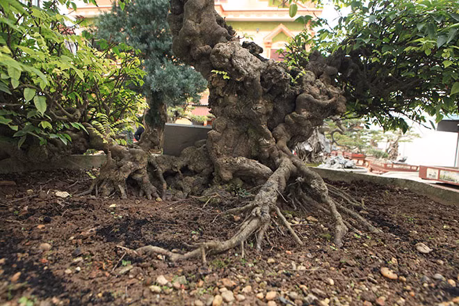 Cặp khế được vua làm theo tích “tam ca ngũ thường” có nghĩa là: đạo làm cha thì phải làm sao, đạo làm con thì phải làm sao và đạo làm trai phải làm như thế nào… Dáng thế trực, một cây khế chồng, một cây khế vợ", anh Toàn cho hay.