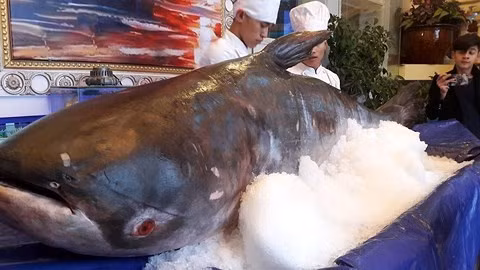 Ngày 10/1/2018, một đại gia Hà Tĩnh bạo tay chi 100 triệu đồng mua một con cá tra dầu dài 2,3 m, nặng 156 kg về ăn Tết. Ảnh: Infonet.