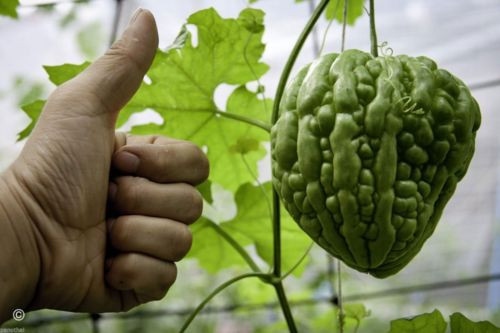 Mối quả khổ qua trái tim có trọng lượng khủng 300 đến 450gram. Ảnh: AliExpress.