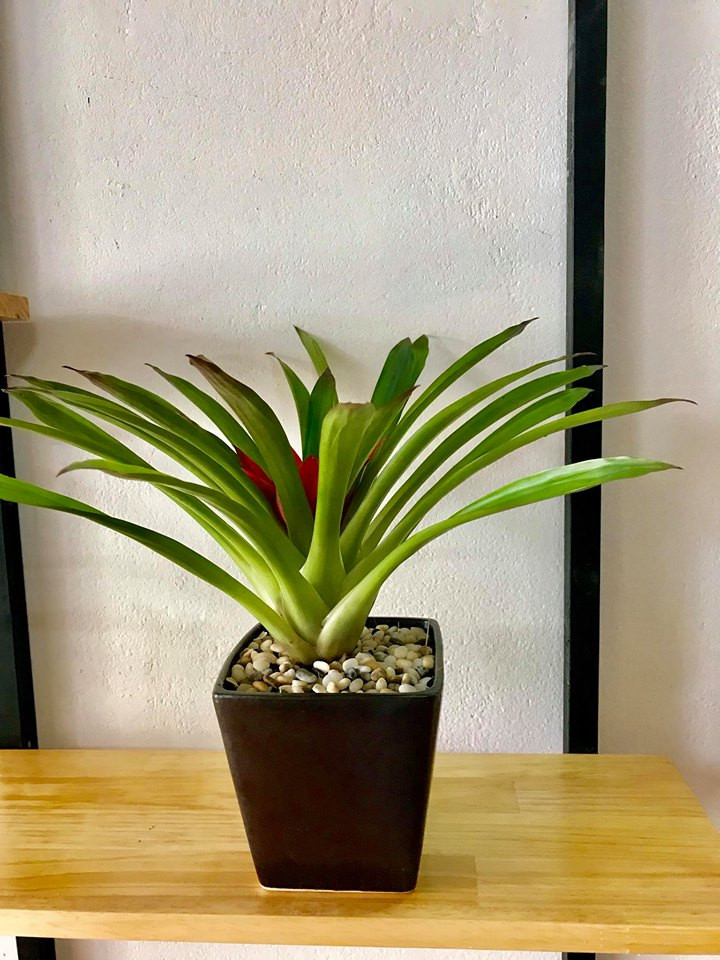 Dứa nến thích hợp trên nền đất tơi xốp, thoáng khí và giữ ẩm tốt. Vì vậy có thể dùng hỗn hợp đất trồng, phân chuồng hoai mục. Ảnh: Caycanhgiahuy.