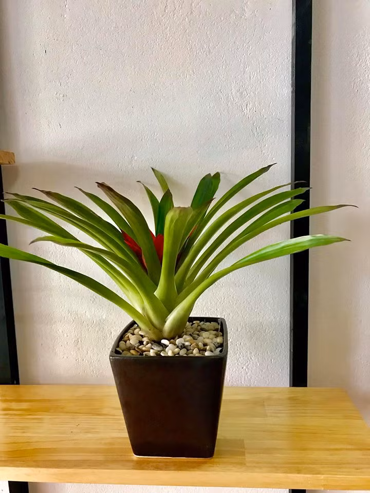 Dứa nến thích hợp trên nền đất tơi xốp, thoáng khí và giữ ẩm tốt. Vì vậy có thể dùng hỗn hợp đất trồng, phân chuồng hoai mục. Ảnh: Caycanhgiahuy.