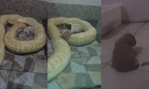 Chú chó con màu trắng nằm giữa trăn vàng khổng lồ.