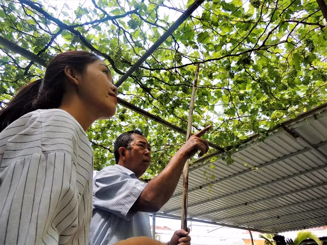 Hiện, vườn nho của ông Ở cho thu hoạch 3 lần/năm. Ảnh: Phunuonline.