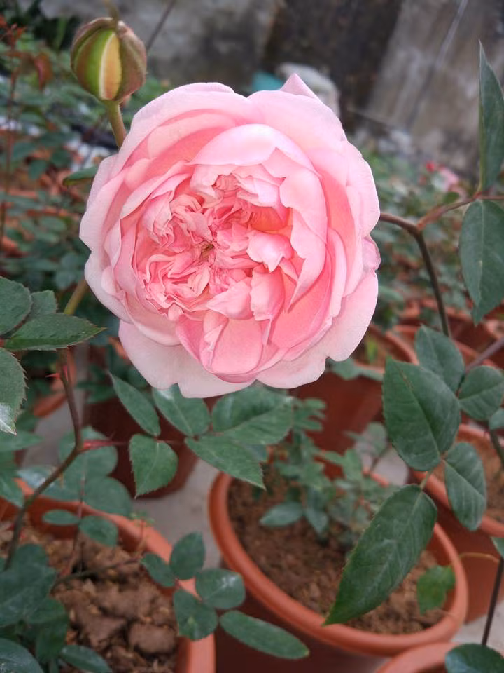 Không những thế hồng cổ Sapa còn có mùi hương dễ chịu và cực kỳ sai hoa. Ảnh: FB Caycanhvahatgiong.