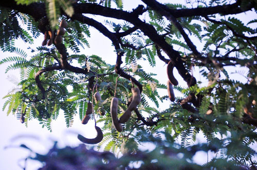 Các tầng của cây me đều có quả. Ảnh: Dân Việt.