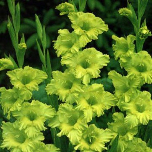 Tuy nhiên, lay ơn xanh rất khan hàng, chỉ một số ít cửa hàng bán. Ảnh: Bulbus.