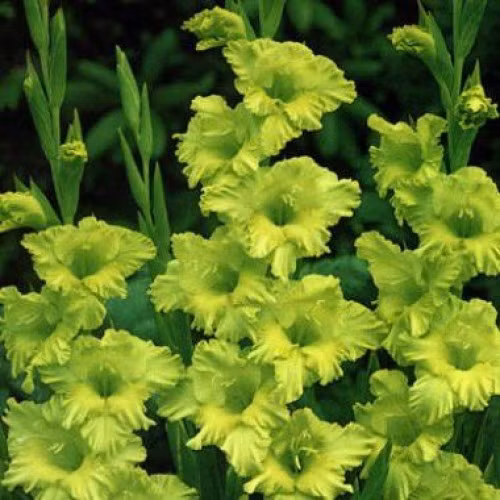 Tuy nhiên, lay ơn xanh rất khan hàng, chỉ một số ít cửa hàng bán. Ảnh: Bulbus.