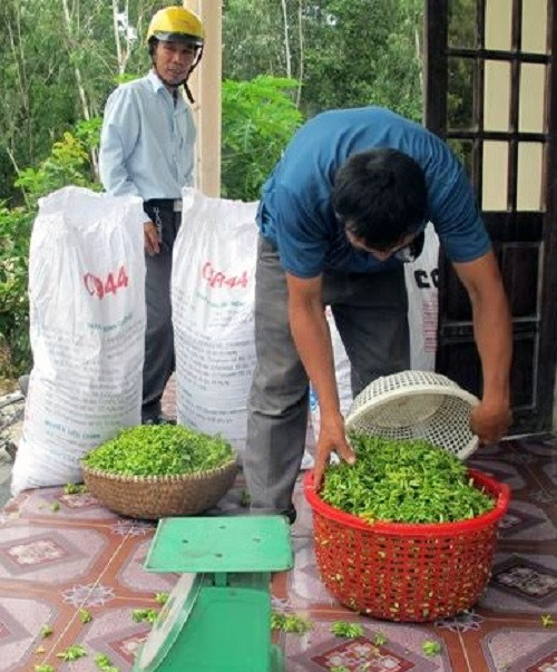 Với diện tích gần 1 ha, mỗi năm anh Xô thu hoạch từ 8-9 tấn hoa thiên lý. Với giá bán dao động từ 30.000-60.000 đồng/kg, gia đình anh thu về cả trăm triệu/năm. Ảnh: Vietnamnet.