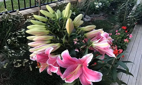 Cây hoa ly vỡ kế hoạch cho ra 40 bông của gia đình chị Mơ ở New Zealand. Ảnh: Facebook.