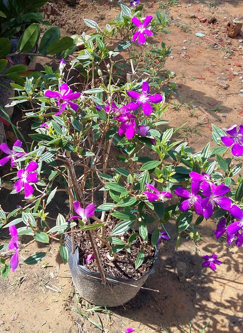 Cây nổi bật với thảm hoa màu tím rất bắt mắt. Ảnh: Hoadepviet.