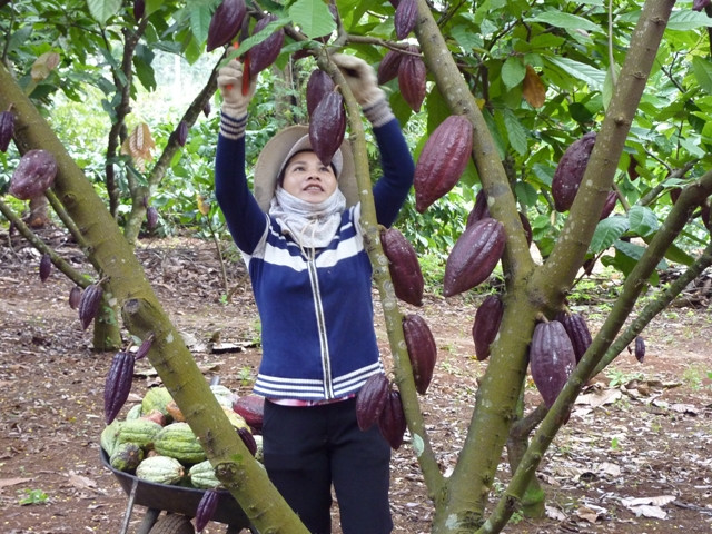 Ca cao có 2 loại: trái đực và trái cái. Ca cao đực có dáng hình thoi, hơi dài, đầu nhọn, màu vàng sẫm. Bổ ra, cơm quanh hạt dày, vị ngọt. Ảnh: Trongduccacao.