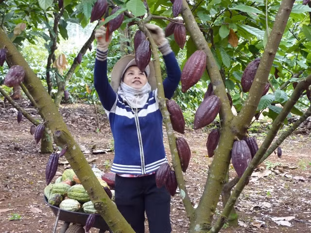 Ca cao có 2 loại: trái đực và trái cái. Ca cao đực có dáng hình thoi, hơi dài, đầu nhọn, màu vàng sẫm. Bổ ra, cơm quanh hạt dày, vị ngọt. Ảnh: Trongduccacao.