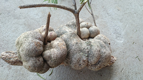 Mặt ngoài có vỏ sần sùi, có khi nổi bướu, mặt cắt có màu trắng. Ảnh: Youtube.