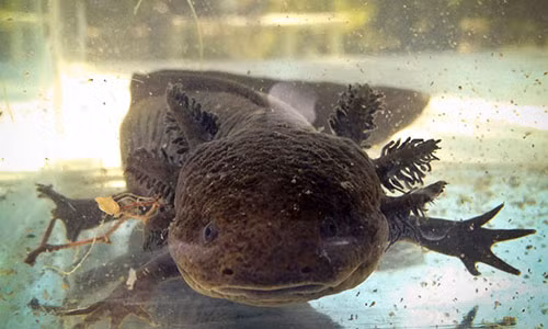 Axolotl được nhân giống thành công trong phòng thí nghiệm, nhưng gặp nhiều nguy hiểm ngoài tự nhiên.