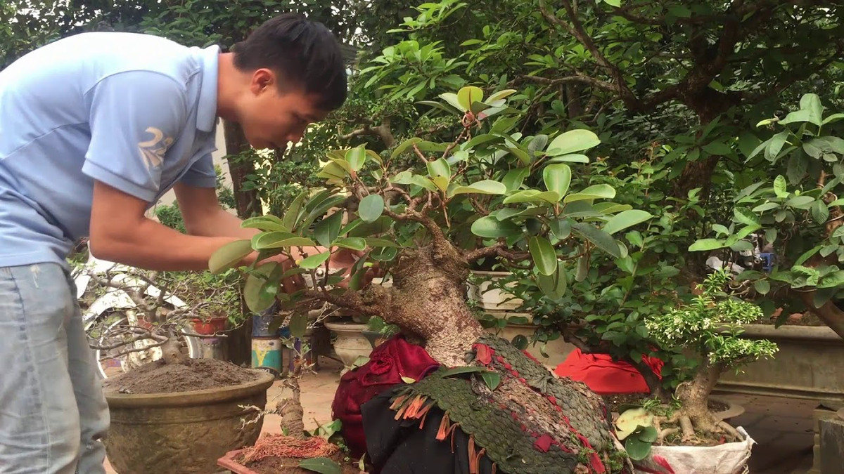 Đa búp đỏ lùn bám đá. Ảnh: Youtube.