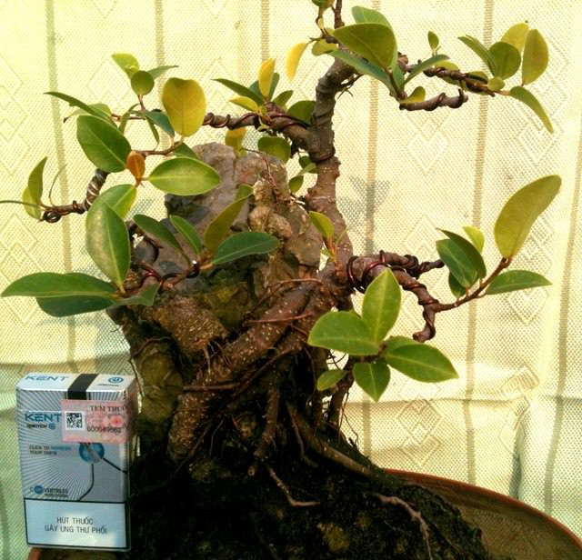 Cây đa có bộ rễ rộng, dài và chắc khỏe. Ảnh: Diendancaycanh.