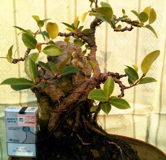 Cây đa có bộ rễ rộng, dài và chắc khỏe. Ảnh: Diendancaycanh.