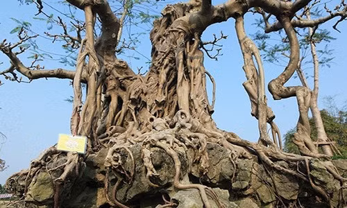 Bộ rễ của cây đa ôm trọn đá tựa móng vuốt rồng. Ảnh: Dân Việt.
