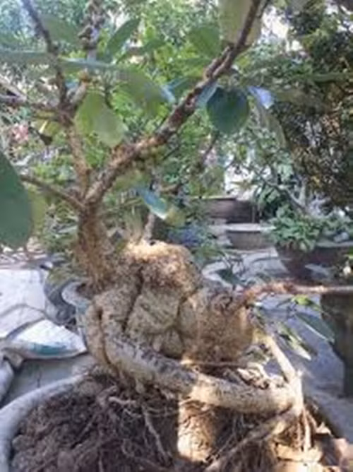 Cây đa núi với bộ rễ khủng. Ảnh: Diendancaycanh.