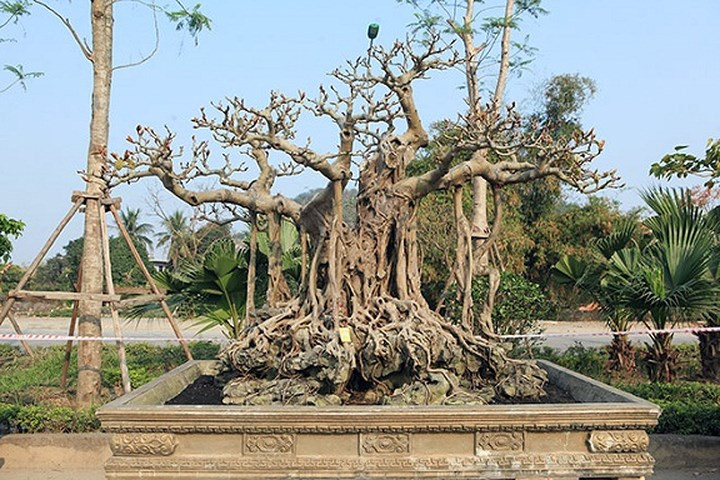 Rễ cây tuôn chảy khắp thân. Ảnh: Dân Việt.