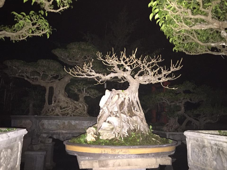 Đa búp đỏ bám đá đầy nghệ thuật. Ảnh: FB Trần Văn Hiền.