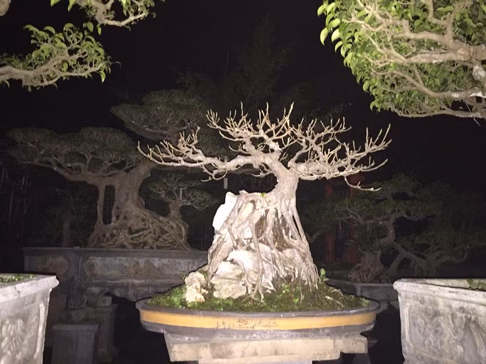 Đa búp đỏ bám đá đầy nghệ thuật. Ảnh: FB Trần Văn Hiền.