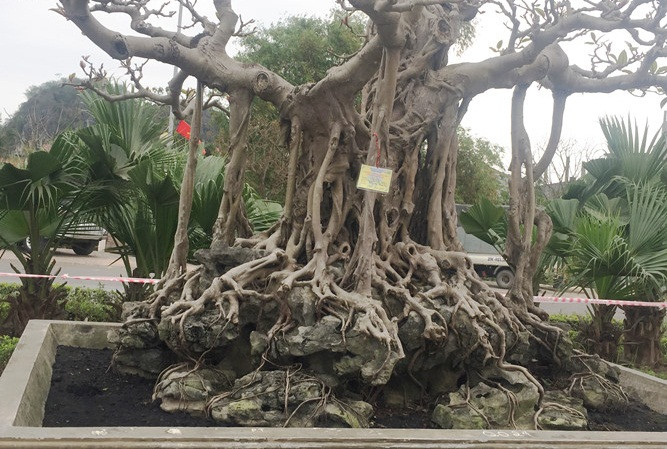 Cây đa cao khoảng gần 2m, đường kính thân 70cm, tán rộng với những tay cành chi chít lộc lá. Ảnh: Chi Bảo.