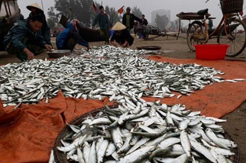 Mùa cá trích Sầm Sơn kéo dài từ tháng 12 âm lịch đến tháng 3 âm lịch năm sau. Ảnh: Nongnghiep.