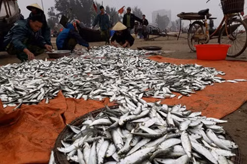 Mùa cá trích Sầm Sơn kéo dài từ tháng 12 âm lịch đến tháng 3 âm lịch năm sau. Ảnh: Nongnghiep.