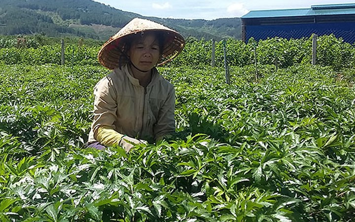 Cây đương quy mang lại hiệu quả kinh tế cao cho nhiều hộ gia đình ở Đạ Ròn, huyện Lâm Hà, tỉnh Lâm Đồng. Ảnh: Đại Đoàn Kết.