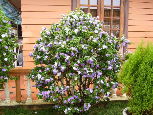 Loài hoa này có nguồn gốc từ Brazil và được trồng rộng rãi ở nhiều quốc gia trên thế giới. Chúng còn được gọi với nhiều tên khác nhau như lài nhật, lài hai màu, cà hoa xanh...Ảnh: Congtycaydothi.