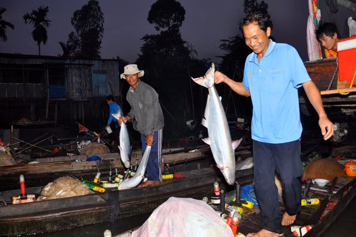 Với giá bán trung bình 250.000 - 270.000 đồng/kg, chỉ cần bắt được vài con cá bông lau/đêm cũng mang về tiền triệu cho người dân. Ảnh: Zing.