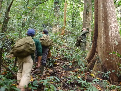Với người dân Tây Bắc, săn mật ong rừng là một nghề hái ra tiền nhưng cũng không ít gian nan. Ảnh: Hoabanfood.