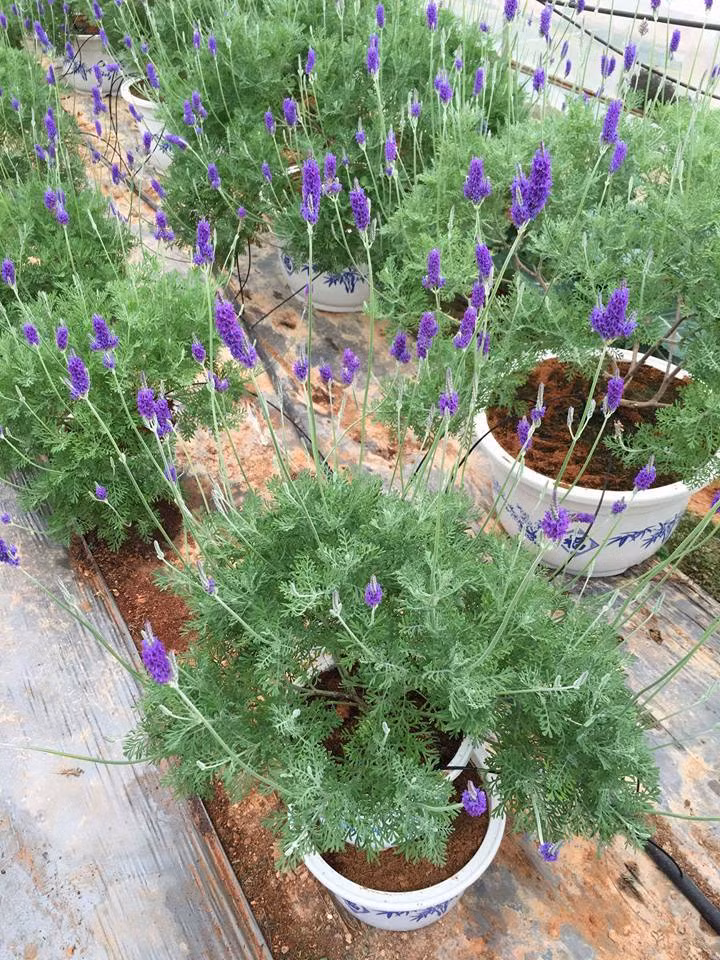 Khi cuống hoa héo, người chơi bấm bỏ thì hoa tiếp tục ra. Ảnh: FB Cây Hoa Cảnh.