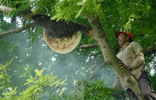 Ong mật làm tổ trên những ngọn cây cao, ong ruồi làm tổ trên các hang đá, vách núi cheo le. Để lấy được mật, người dân phải rất vất vả và đối diện nguy hiểm. Ảnh: Huongrungtaybac.