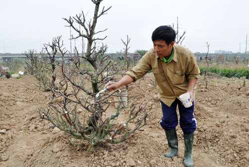 Trước khi trồng, cần bón lót bằng phân ải hoặc phân hữu cơ vi sinh. Lấp đất vừa ngang cổ rễ và tưới nước đẫm. Ảnh: Baobacninh.