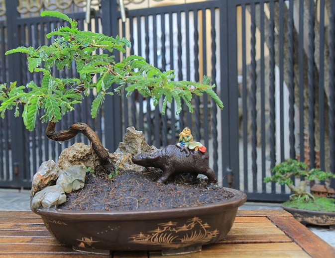 Bonsai tiểu cảnh – Cây Me Đầu Làng được coi là một siêu phẩm cây cảnh có một không hai ở Việt Nam. Ảnh: Happytrees.