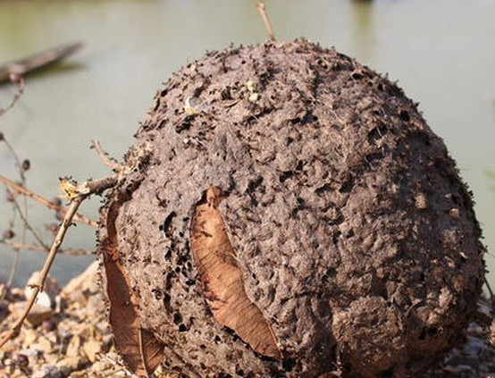 Tổ kiến màu đen bạc, thớ tổ gờ to, cành cây bị nghiêng xuống, khi đã chặt xuống cầm thấy nặng tay thì y như rằng tổ kiến này sẽ nhiều trứng. Ảnh: Baonghean.