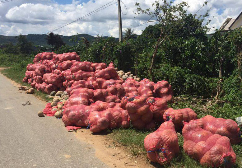 Hàng chục tấn bí đỏ không bán được khiến người trồng lỗ nặng. Ảnh: Dân Việt.