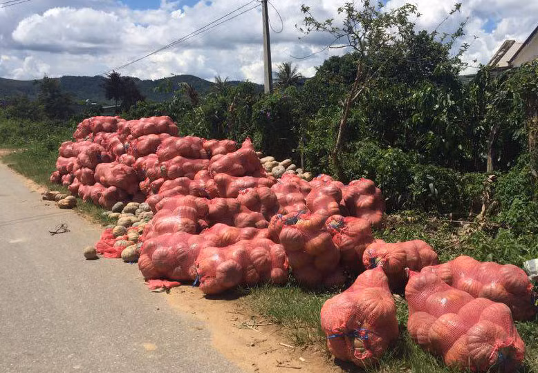 Hàng chục tấn bí đỏ không bán được khiến người trồng lỗ nặng. Ảnh: Dân Việt.
