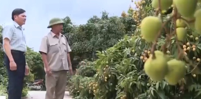 Những vườn vải sớm Thanh Hà hứa hẹn cho thu hoạch hàng trăm tỷ đồng. Ảnh: VTV1.