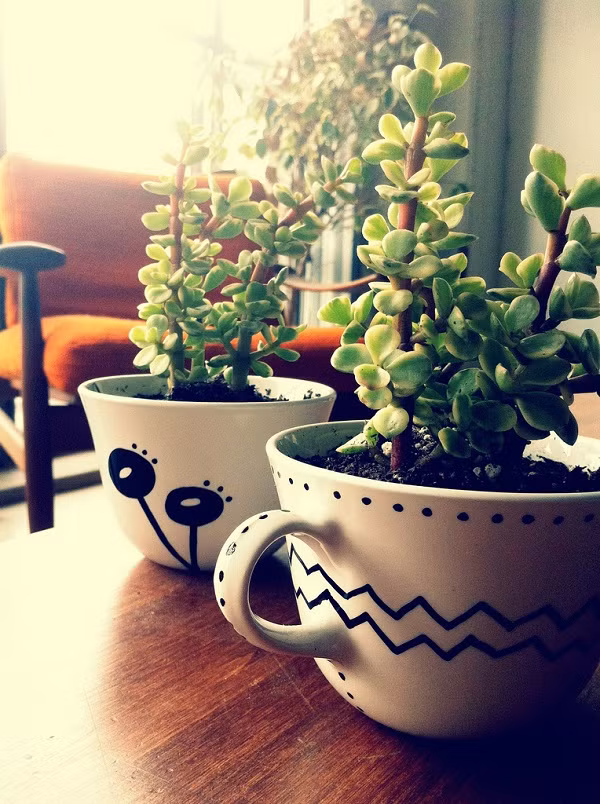 Cây hoa đá trong tách trà tạo vẻ cuốn hút cho phòng khách.