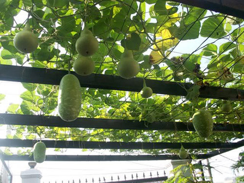 Họ nhà bầu mướp là loài cây chịu hạn giỏi nên khi trồng vào mùa hè không mất nhiều công tưới tiêu. Ảnh: Vuonnhapho.